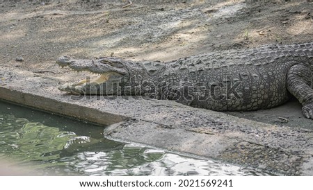 A crocodile with open jaws resting near a pond
