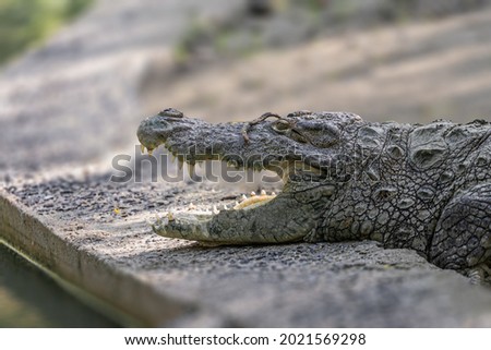 Head shot of a crocodile with open Jaws