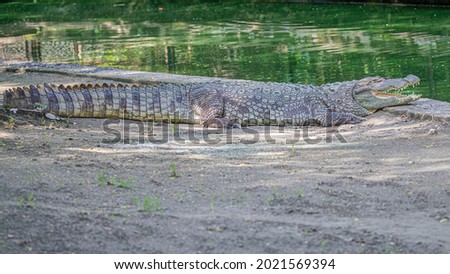 A crocodile lying idle near the pond
