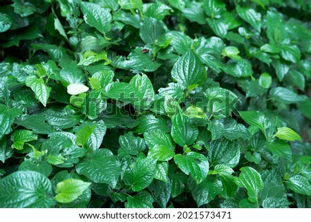 Natural green betal leaf in forest blackground, asain herb,  Wildbetal leafbush in PIPERACEAE spicies. Betal leaf background.