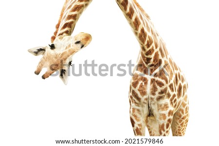 Giraffe face head hanging upside down. Curious gute giraffe peeks from above. Isolated on white background Royalty-Free Stock Photo #2021579846