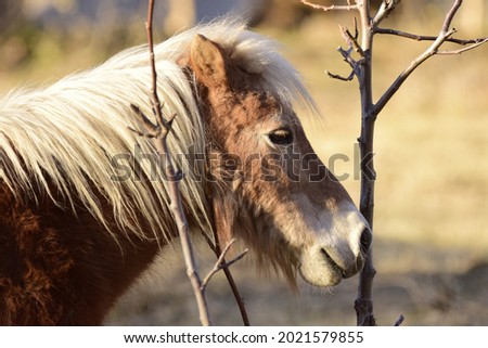 Beautiful image, portrait of a light brown pony horse next to a tree on a sunny day with natural light at sunset