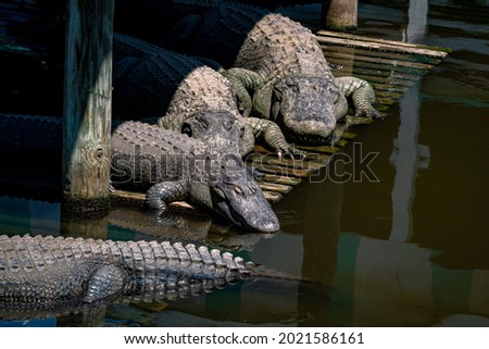 Alligators sitting on pier at gator park in Orlando Florida.