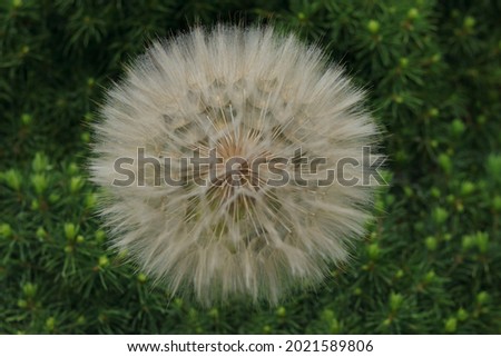 White fluffy flower Dandelions. Natural green blurred spring abstract background. Dandelion seeds close up. Picture for screensaver, wallpaper, card design, cover printing. horizontal photo. Spring 