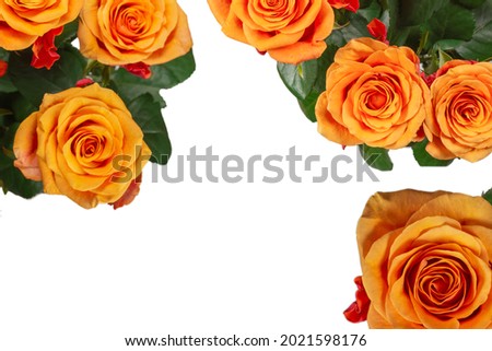 Orange rose isolated on a white background. Top view. 