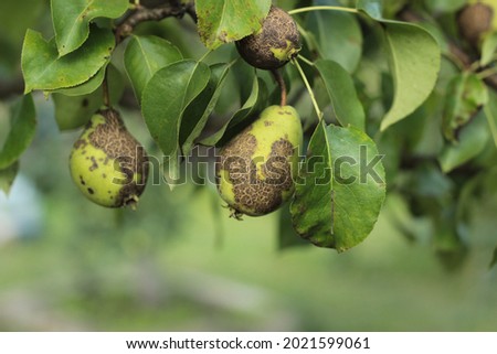 diseases of fruit trees concept.infection of a pear with a fungal disease venturia pirina.growing diseased pear fruits close up with copy space.selective focus Royalty-Free Stock Photo #2021599061