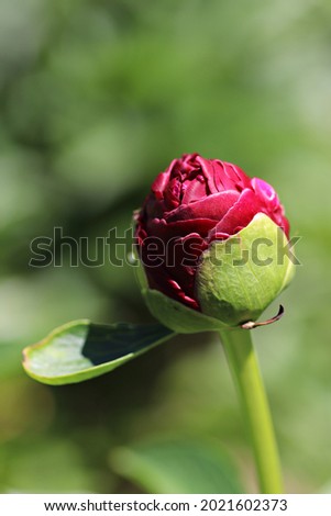 A flower bud of peony flowers that has not yet bloomed. This is an enlarged picture of peony flower bud blossoms.