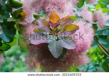 beautiful closeup of a Cotinus coggygria (Rhus cotinus) the European smoketree Royalty-Free Stock Photo #2021609333