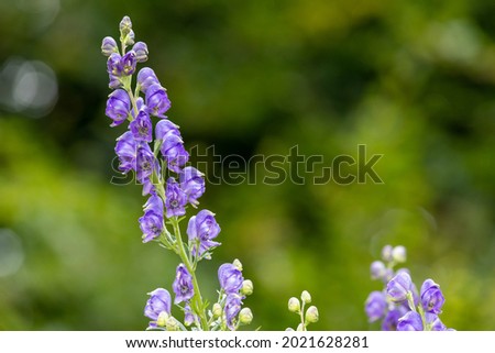 Close up of monks hood (aconitum napellus) flowers in bloom