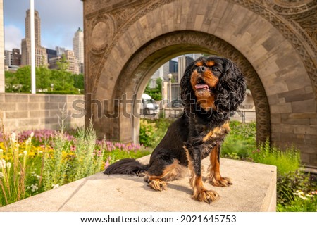 A cute Cavalier King Charles Spaniel dog poses by a stone arch, the old Chicago Stock Exchange archway, in the city.