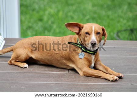 A young Chiweenie, a mix of Chihuahua and Dachshund dog breeds, laying on a on brown composite deck on a sunny day. One ear is raised in alarm and the other is down. He's alert and keeping guard.
