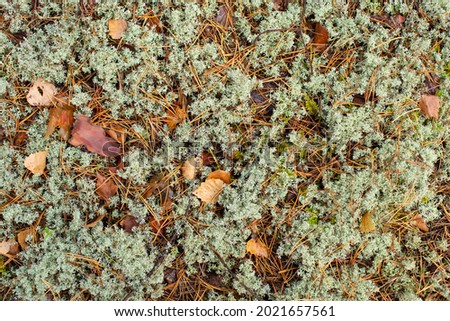 Top view of the ground covered with moss, spruce needles and yellow fallen leaves in the forest on a sunny day. Autumn forest background.