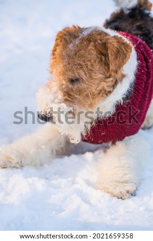 Wire-haired fox terrier in Christmas outfit walking in the snow in winter in the forest. Pet dog on vacation wearing red sweater during the New Year. Image for calendar and greeting card.