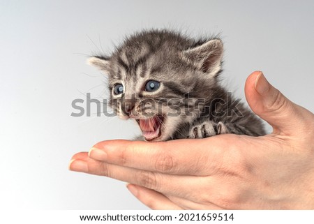 Little kitten fortnightly age in human hands in a cozy white jersey. Two week old Baby Cat. Funny cute pet lifestyle picture