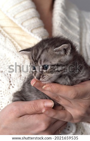 Little kitten fortnightly age in human hands in a cozy white jersey. Two week old Baby Cat. Funny cute pet lifestyle picture