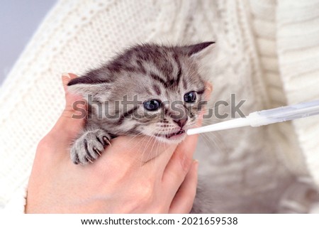artificial feeding through a pipette Little kitten fortnightly age in human hands in a cozy white jersey. Two week old Baby Cat. Funny cute pet lifestyle picture