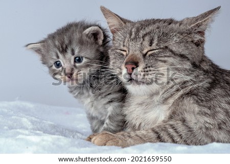 Mother cat and little kitten fortnightly age. Two week old Baby Cat. Funny cute cub pet lifestyle picture
