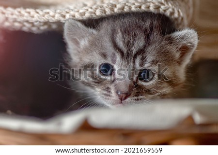 Little kitten fortnightly portrait. Two week old Baby Cat. Funny Pet on a cozy white blanket. Cute pet lifestyle picture