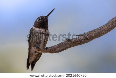 A very detailed photo of a Ruby Throated Hummingbird looking to the sky.