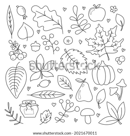 Collection of autumn items isolated on white background. Apple, pear, pumpkin, rowan, leaves, fruits, twigs, jam jar, mushrooms. Coloring. All objects are separated. Vector