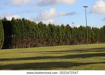 This is a picture taken at a park in Portugal. It shows aligned trees and grass. It also includes a blue sky with beautiful clouds.