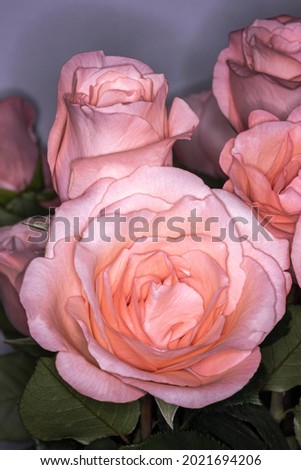 Close Up of Peach Roses