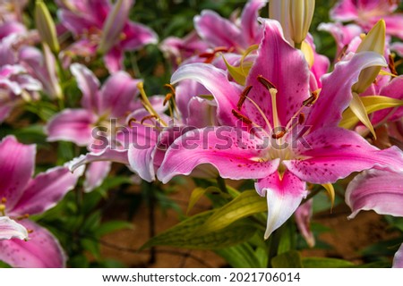Lily flowers in full bloom