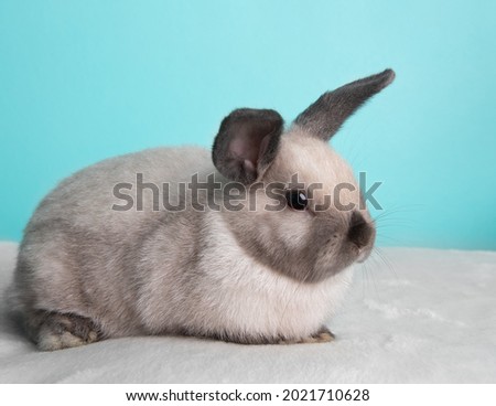 White and grey baby bunny rabbit on blue background