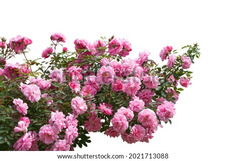 Blooming pink rose bushes isolated on white Royalty-Free Stock Photo #2021713088