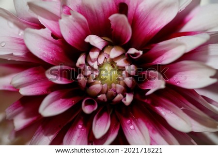 Flower blossoming macro background dahlia pinnata family compositae high quality big size prints