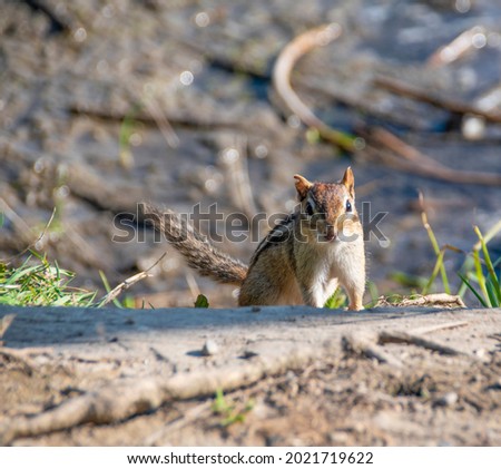 A cute chipmunk darts out from behind a log and onto a walking path, and poses for a picture in High Park in Toronto (Etobicoke), Ontario during the late afternoon sun.