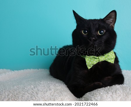 Black cat lying portrait wearing green and white polka dot bow tie on blue background