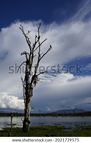 Vultures on tree above lake