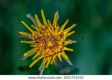 Tragopogon pratensis flower growing in field, close up  Royalty-Free Stock Photo #2021752535