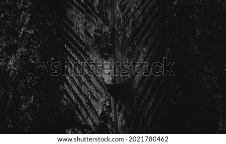 Tree bark with diagonal stripes. Texture of old wood black and white background.
