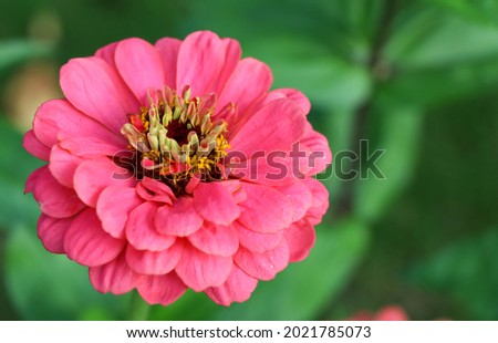 close up of beautiful pink Zinnia flower in the garden with green grass in summer season. 