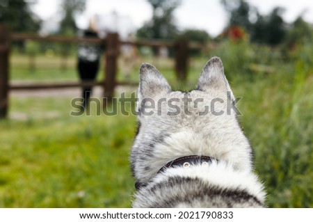 Portrait of siberian husky with blue eyes at field. Husky dog on nature walk