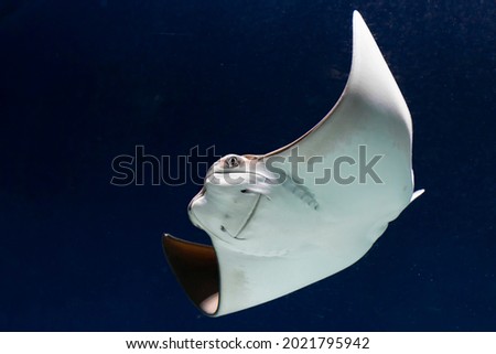 Close up of a Stingray in an aquarium Royalty-Free Stock Photo #2021795942