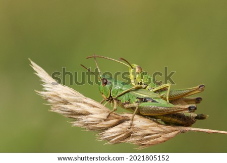 A mating pair of Meadow Grasshoppers, Chorthippus parallelus, perching on grass seeds in a field. Royalty-Free Stock Photo #2021805152