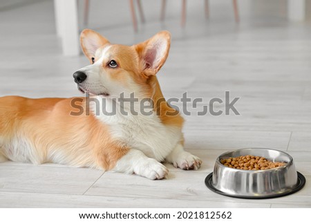 Cute dog near bowl with food at home Royalty-Free Stock Photo #2021812562