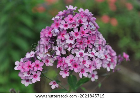 Pink small-flowered phlox paniculata Mister X with a silvery smoky pattern blooms in a garden in July