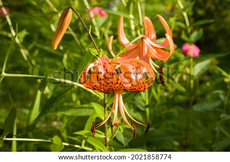 Bright orange flowers of a tiger lily with dark dots against a background of garden greenery. 
