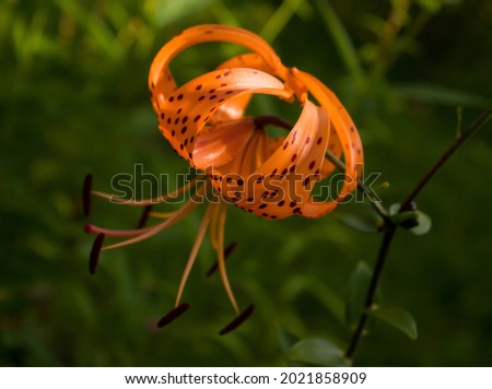 Bright orange tiger lily flower with dark dots on a blurred background of garden greenery. 