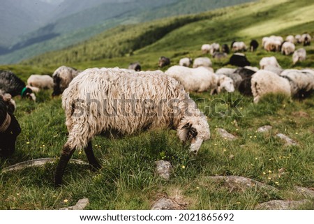 Sheeps in a meadow on green grass. Flock of sheep grazing in a hill. European mountains traditional shepherding in high-altitude fields, beautiful nature