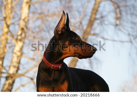 Doberman puppy portrait with sunset forest on background