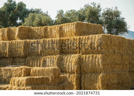 Bale of hay in the village at sunset