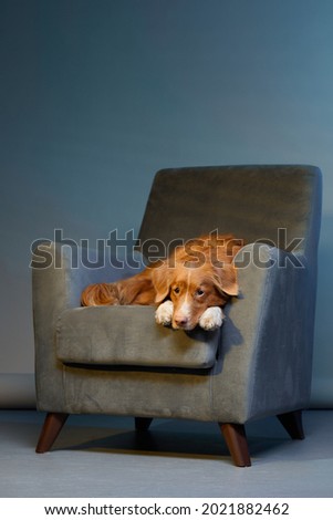 dog on a chair. Nova Scotia duck toller retriever in the studio. Pet indoors against a blue wall