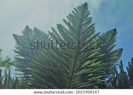 evergreen collection of leaves and trees that refresh our mood. you can easily use these photos in many places.