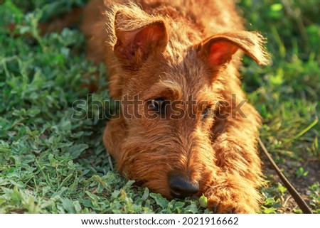 Gorgeous beautiful purebred young serious obedient bored sad puppy hunting dog Irish Terrier breed lies in nature outdoors in summer on the grass.