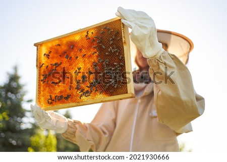 The beekeeper holds a honey cell with bees in his hands. Apiculture. Apiary. Working bees on honeycomb. Bees work on combs. Honeycomb with honey and bees close-up. Royalty-Free Stock Photo #2021930666